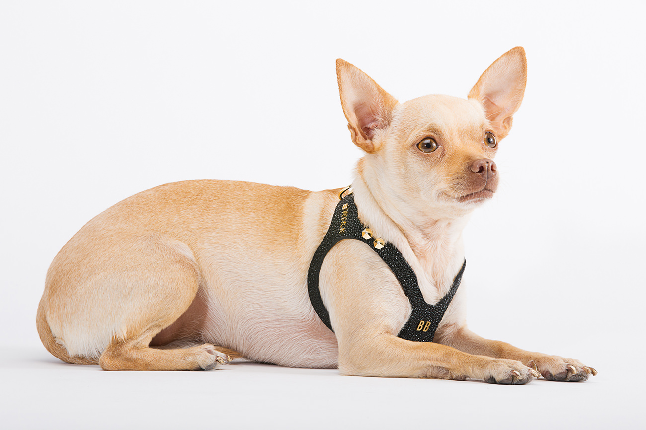Lux Dog Harness: a luxury premium harness by Brikk