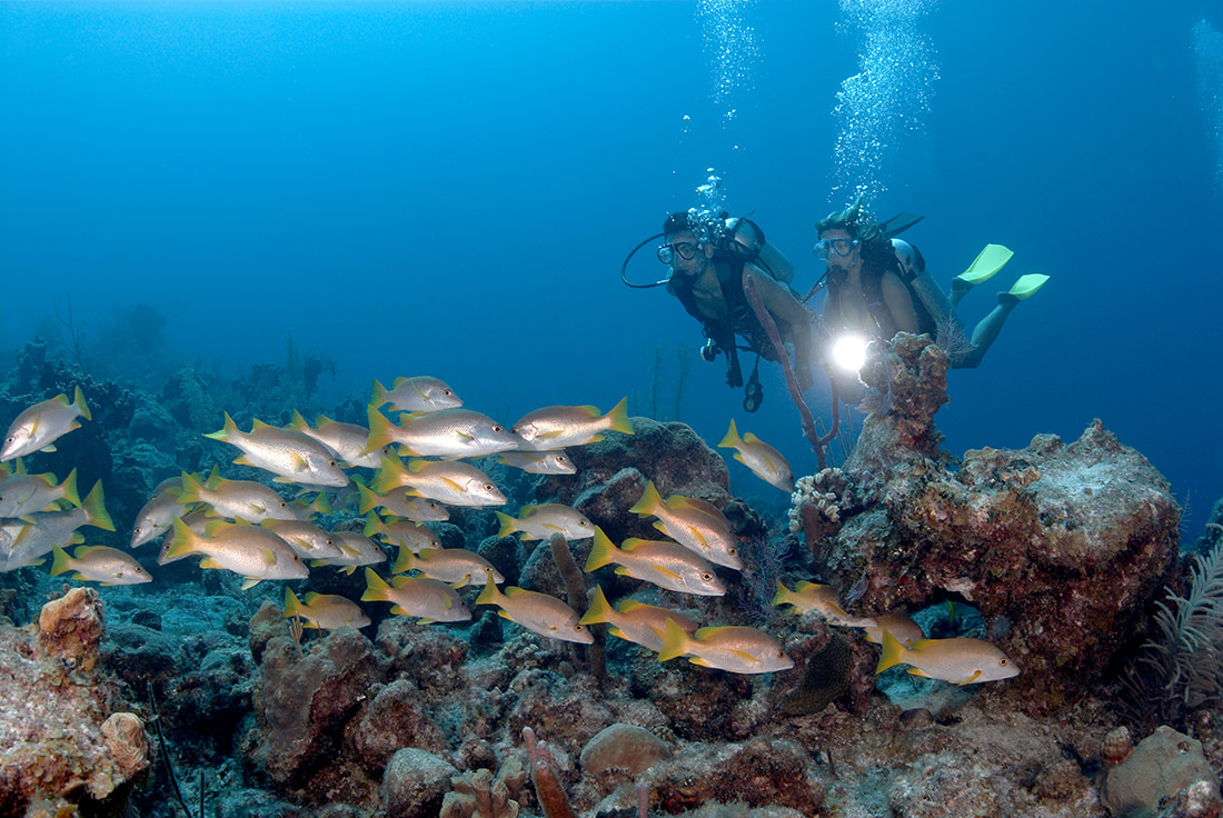 Amanyara - Diving - Fish n Coral Reef 2