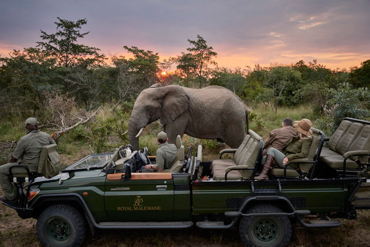 royal tour safari